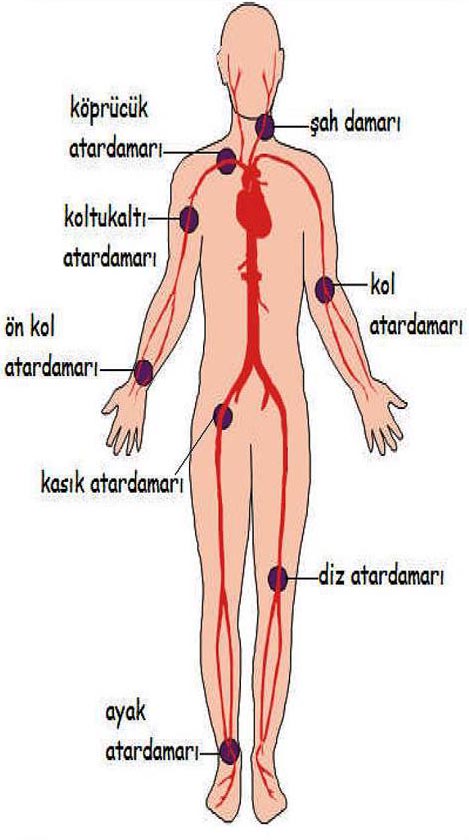 Vücutta nabız alınabilen bölgeler